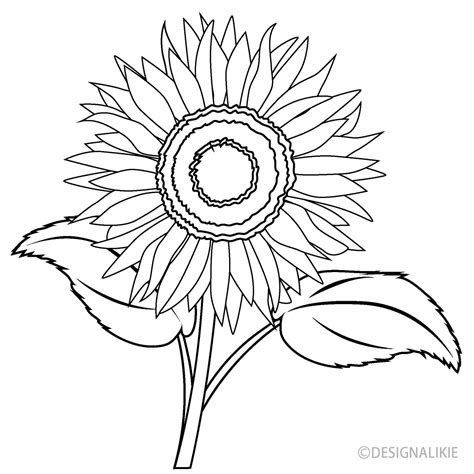 Sunflower Black and White Clip Art Free PNG Image｜Illustoon