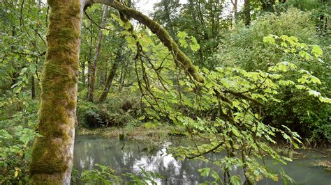 NW CASC Researchers Talk Tidal Forests, Field Work and Navigating COVID-19