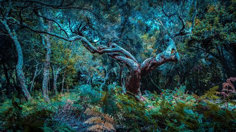 The Fanal Forest on Madeira Island, Portugal - Bing™ Wallpaper Gallery