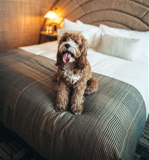 8 Tips for Staying in a Pet Friendly Hotel | Alia Rose Writes