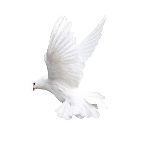 Doves clipart freedom, Picture #947690 doves clipart freedom