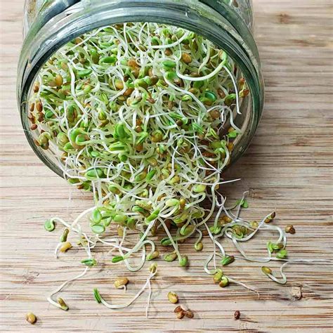 Cress ORGANIC Sprouting Seeds – Weston seed