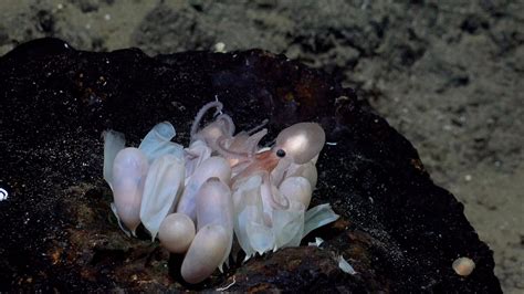 New octopus species discovered: 4 new species of deep-sea octopus ...