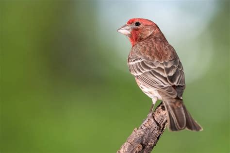 25 Birds in Maryland – Our Fascinating Guide to Local Wildlife!