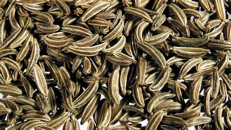 Caraway - One of the Oldest Cultivated Spices in Recorded History