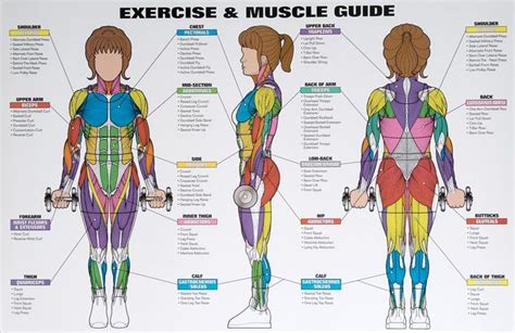 Best Exercises Targeting Each Muscle Group | Muscle groups, Exercises and Muscles