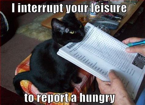 Report A Hungry Cat | Cats | Know Your Meme