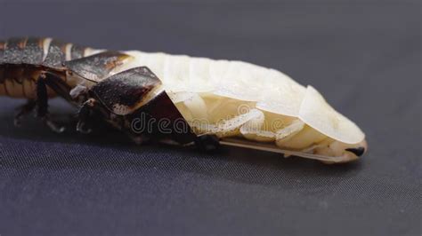 The Molting Process of the Madagascar Cockroach. Stock Video - Video of white, exotic: 292765083