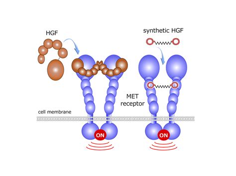 BioScience: Connecting Growth Factors and Cyclic Peptides