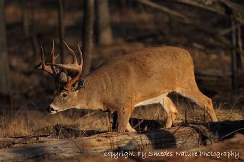 12pt Whitetail Buck on the move, during rut