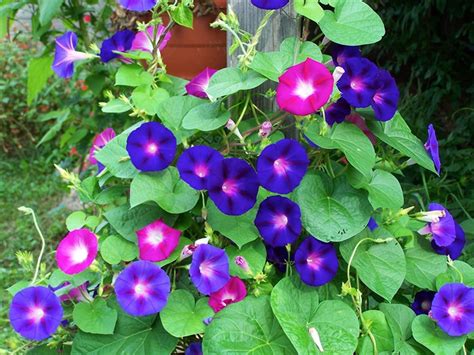 Morning Glory Flowers Have a Deep Spiritual Meaning | All Rose Color ...