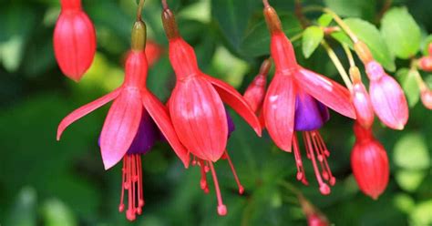 How To Care For The Fuchsia Plant | Fuchsia plant, Plants, Fuchsia plant care