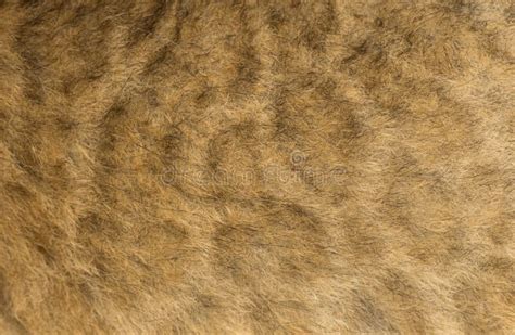 Macro of a Lion cub s fur stock photo. Image of mammal - 34778040