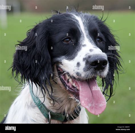 Black and White Springer Spaniel dog photograph Stock Photo - Alamy