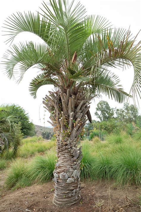 Pindo Palm (Jelly Palm) | San Diego Zoo Animals & Plants