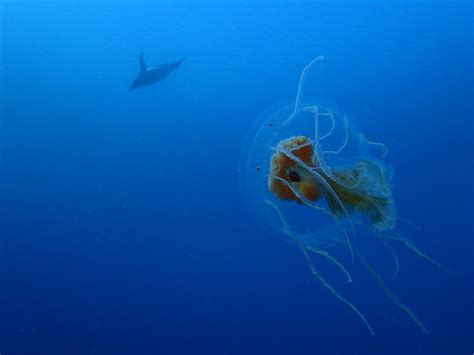 Penguins Caught on Camera Eating Jellyfish and Other Gelata | Sci.News