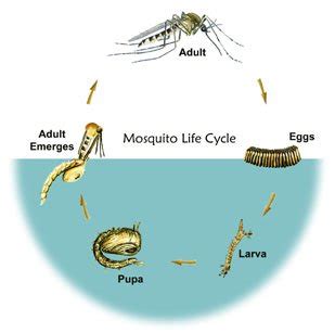 Mosquito Life Cycle For Kids