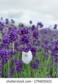 Lavender White Bubble Froghopper Eggs Stock Photo 1796032621 | Shutterstock