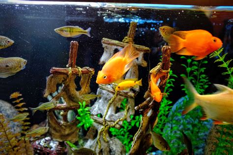 How to Manage Nitrate in Your Freshwater Aquarium