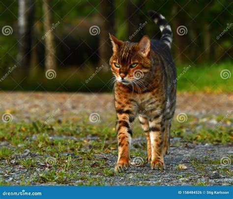 Bengal cat walking time stock photo. Image of field - 158484526