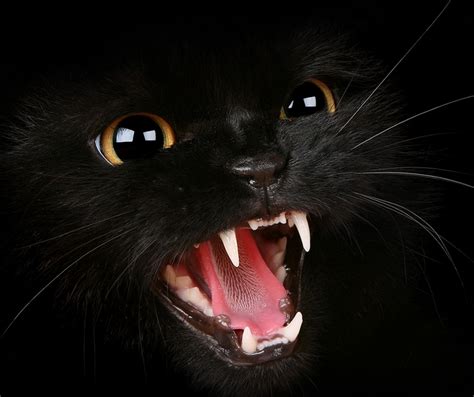 NEW ENGLAND FOLKLORE: Harry Main and the Black Cats from Hell