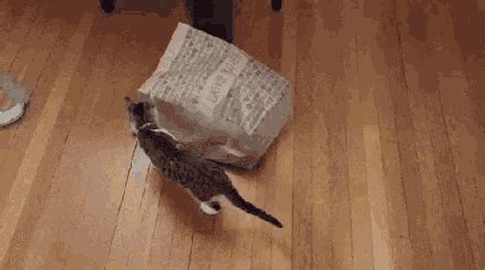 Cat Surprised GIF - Cat Surprised - Discover & Share GIFs