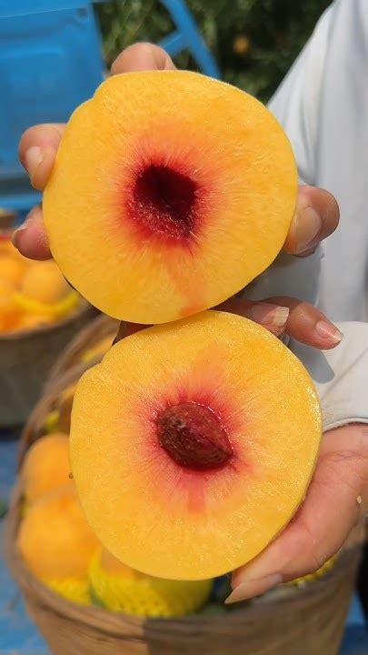 Natural peaches fruit harvesting from farmers and cutting skills so ...