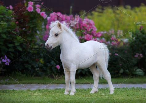 White foal. American Miniature Horse | Baby horses, Cute baby horses ...