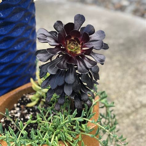 kids learning activities: Purple Succulent With Yellow Flowers ...