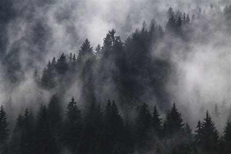 Free Images : fir trees, fog, foggy, forest, hazy, mist, murky, nature, pine trees 4272x2848 ...