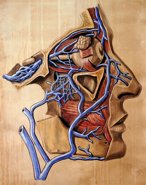 Human Anatomy Blood vessel face Anatomical Chart Classic Insignia ...