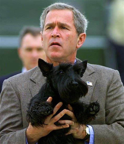 Remembering Barney Bush Family Portrait Scottish Terrier Puppy, Scottie Terrier, Scottie Dogs ...