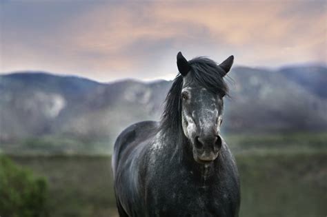 89 Best Grey Horse Names - Cornerstone Equine Academy