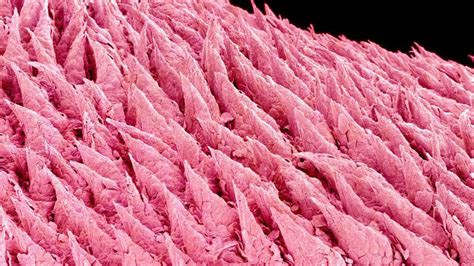 Human tongue under a microscope! : r/pics