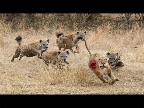 Amazing Animal Fight #1 Lions Vs Hyenas Hyenas Attacking Lion | Perros ...