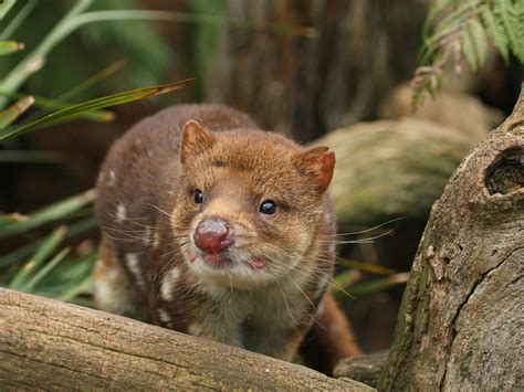 Bonorong Wildlife Sanctuary | Family and kids | Discover Tasmania