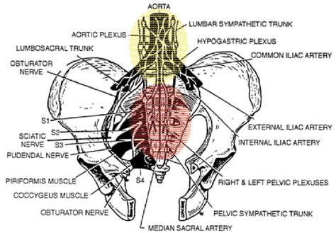 Figure 1 from Inferior hypogastric plexus blockade: a transsacral ...