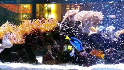 11 Steps Saltwater Tank Setup for Beginners - Aquarium Base