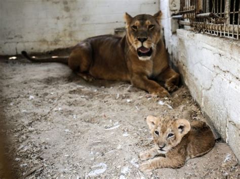 Cramped Gaza Zoo Reopens Amid Condemnations of 'Bad as Ever"