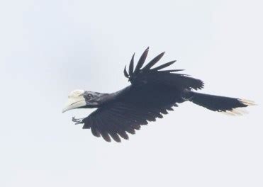 Black Hornbill – Singapore Birds Project