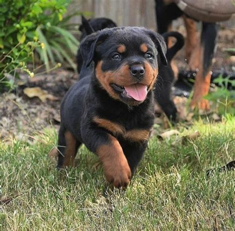 Rottweiler Puppies For Sale | New York, NY #330596