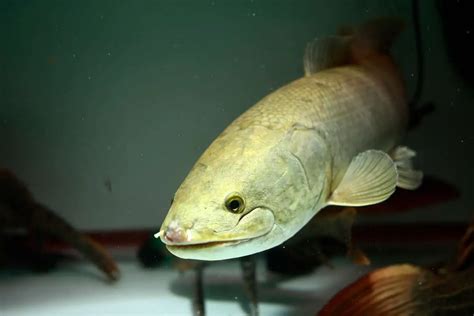 Can You Eat Bowfin Fish? [Recipe and 9 Preparation Tips]