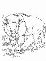 American Bison coloring Page sketch template