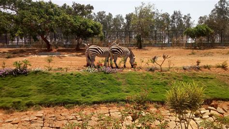 Bannerghatta National Park - History, Location, Details, Ticket Price, Timings | Adotrip