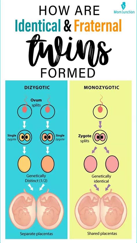 How are identical and fraternal twins formed | Healthy pregnancy tips, How to have twins, How to ...