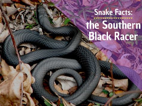 Facts About Southern Black Racer Snakes - Owlcation