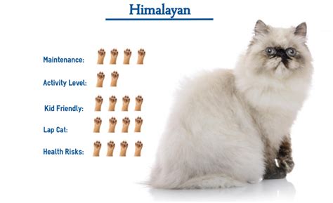 Himalayan Cat Breed… Everything That You Need to Know at a Glance!