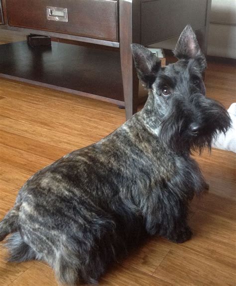 17 Best images about Scottish terrier haircuts on Pinterest | Westminster dog show, Westies and ...