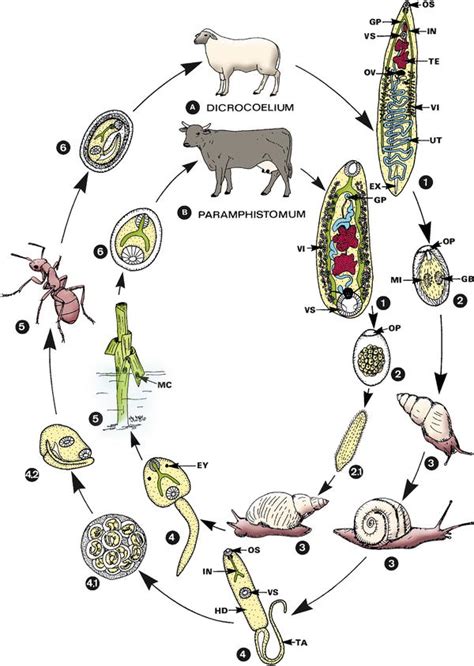 Dicrocoelium dendriticum | SpringerLink