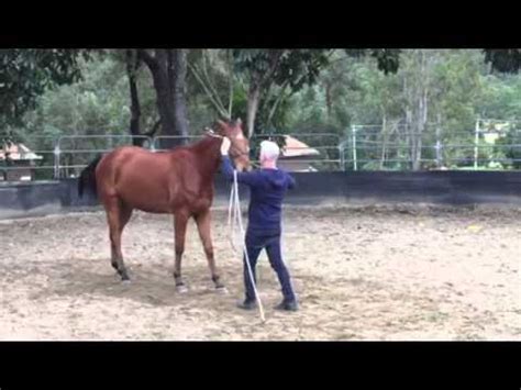 Brian Thomas natural horsemanship - YouTube